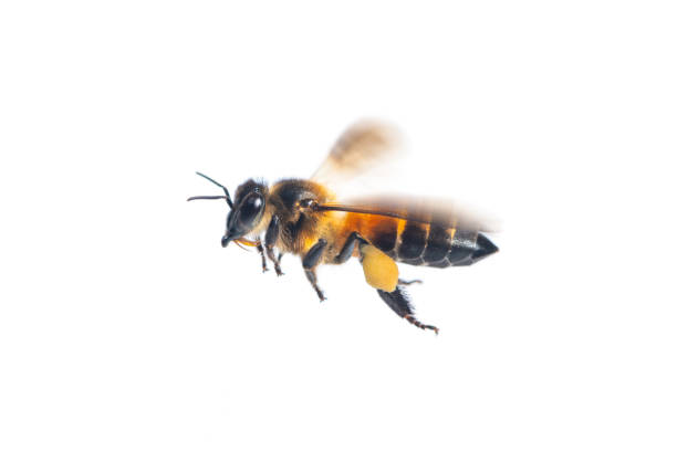 eine nahaufnahme von fliegende biene isoliert auf weißem hintergrund - biene fotos stock-fotos und bilder