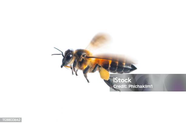 Eine Nahaufnahme Von Fliegende Biene Isoliert Auf Weißem Hintergrund Stockfoto und mehr Bilder von Biene