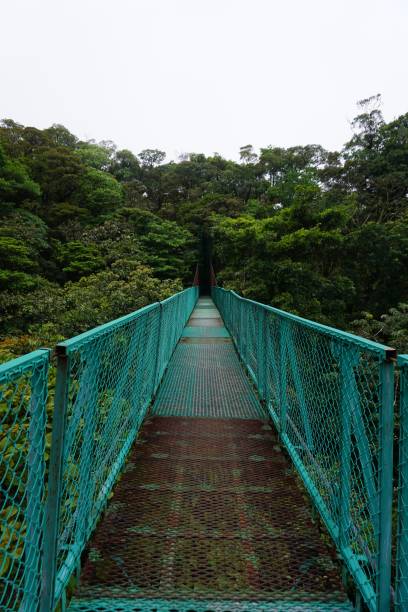 istock Bridges in Costa Rica's Cloud Forest 1128835468