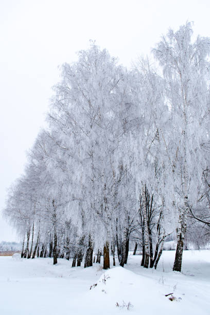 istock Winter weather. White snow covered the ground. 1128835518