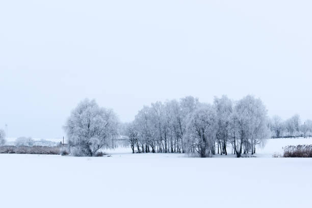 istock Landscape winter. Trees are covered with snow. 1128835569