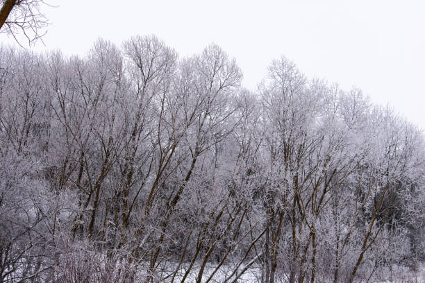 istock Winter weather. White snow covered the ground. 1128835596