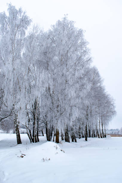istock Winter weather. White snow covered the ground. 1128835608