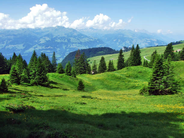 istock Trees and evergreen forests on the slopes between the Alvier mountain and Seeztal valley - Canton of St. Gallen, Switzerland 1128835673