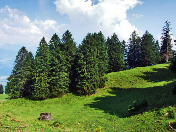 istock Trees and evergreen forests on the slopes between the Alvier mountain and Seeztal valley - Canton of St. Gallen, Switzerland 1128835711