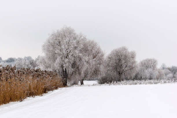 istock Winter weather. White snow covered the ground. 1128835720