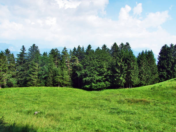 istock Trees and evergreen forests on the slopes between the Alvier mountain and Seeztal valley - Canton of St. Gallen, Switzerland 1128835728