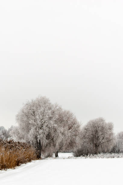 istock Winter weather. White snow covered the ground. 1128835818