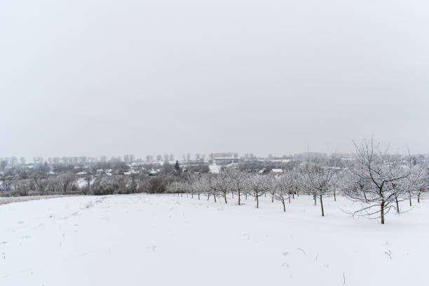 istock Winter snow trees, New Year's mood. 1128837513