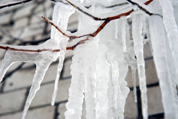 Photo of Closeup of icicles hanging from branch coated in ice
