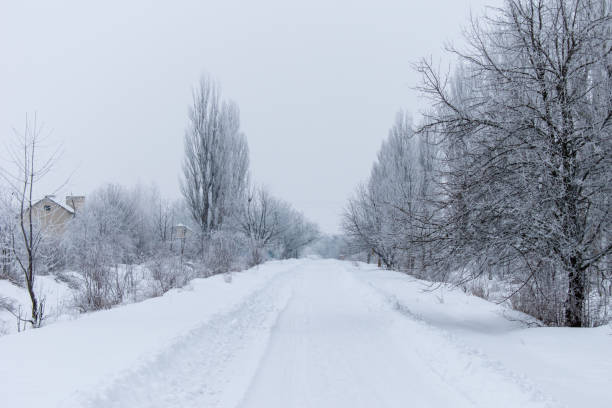 istock Winter snow trees, New Year's mood. 1128838959