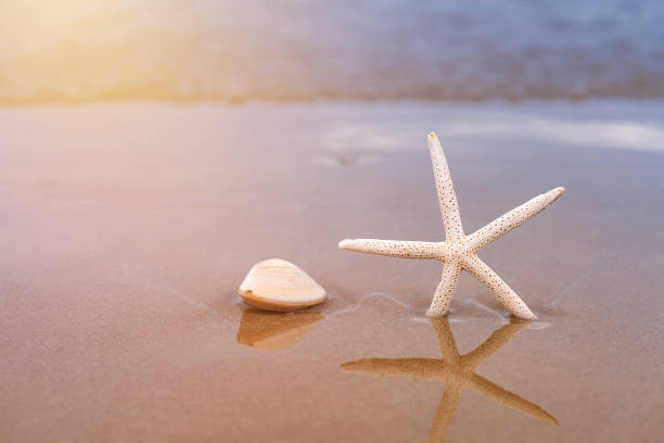 istock Starfish on sandy beach in summer with sea background 1128839007