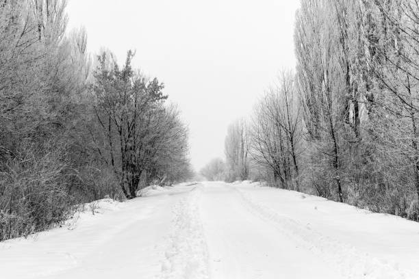 istock Winter snow trees, New Year's mood. 1128839277