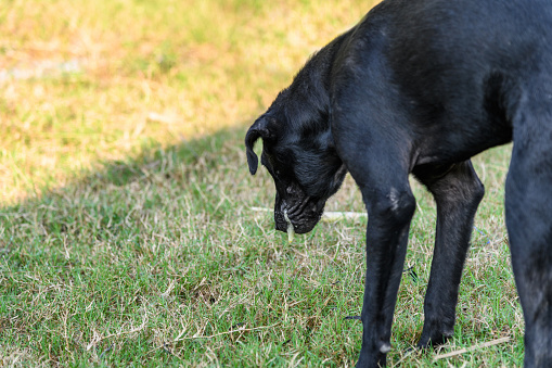 Black domestic dog are stoop body and vomit mucus