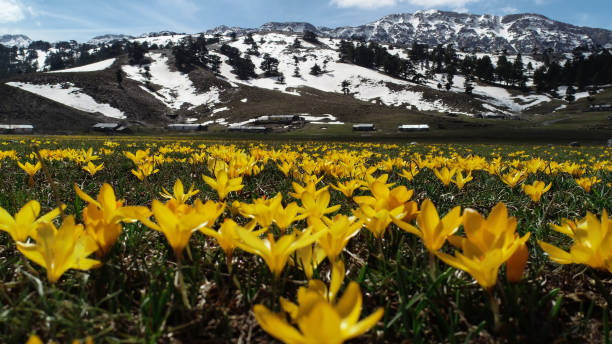 istock yellow crocus flowers, amazing spring landscapes and healthy therapy effect 1128840299