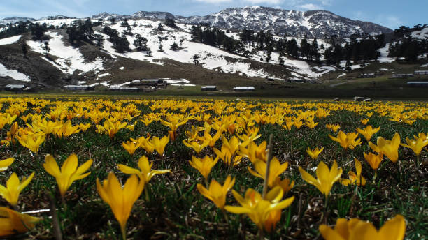 istock yellow crocus flowers, amazing spring landscapes and healthy therapy effect 1128840309
