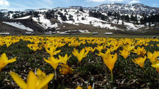 istock yellow crocus flowers, amazing spring landscapes and healthy therapy effect 1128840351