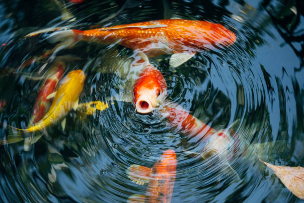 istock Koi fish in the pond in the garden 1128841530