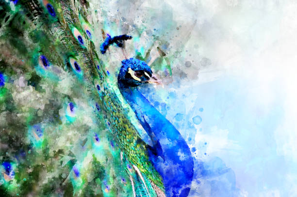 istock Peacock - watercolor illustration portrait 1128841599