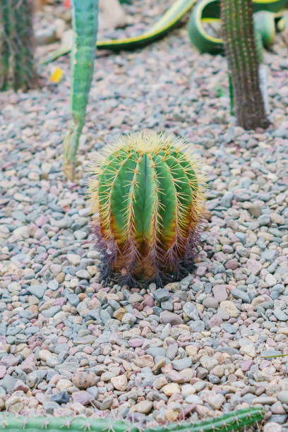 istock closeup of cactus among stones, nature background 1128841786