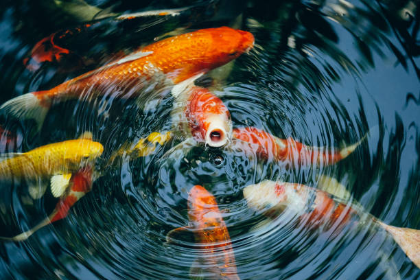 istock Koi fish in the pond in the garden 1128842570