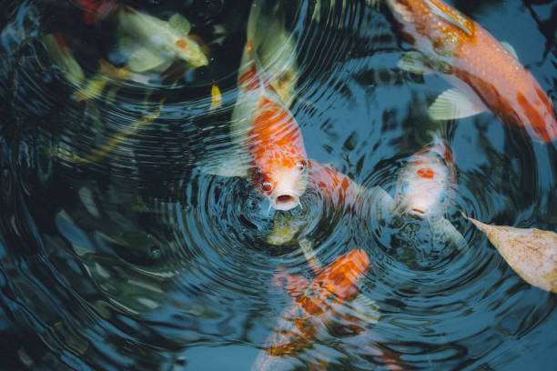 istock Koi fish in the pond in the garden 1128842873