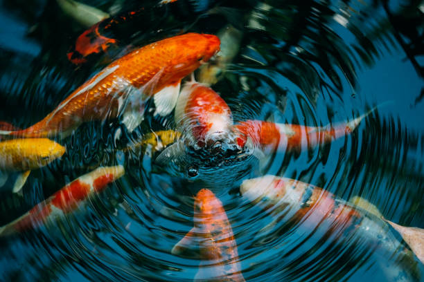 istock Koi fish in the pond in the garden 1128842952