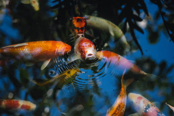 istock Koi fish in the pond in the garden 1128843655