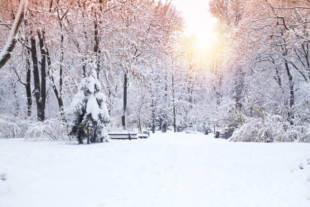 hermoso parque de invierno, árboles cubiertos de nieve. paisaje de invierno - winter sunlight sun january fotografías e imágenes de stock