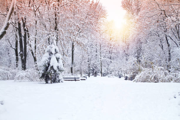 красивый зимний парк, деревья, покрытые снегом. зимний пейзаж - winter sunlight sun january стоковые фото и изображения