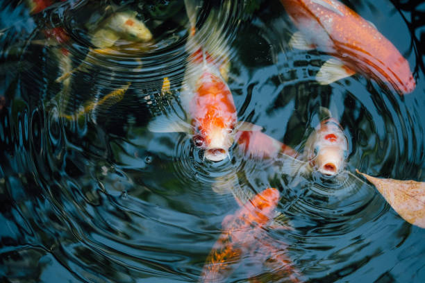 istock Koi fish in the pond in the garden 1128844406