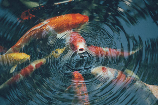 istock Koi fish in the pond in the garden 1128844607