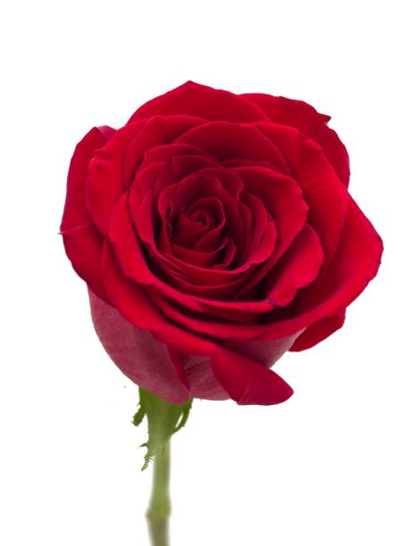 istock Isolated red rose with a green stem on a white background 1128845241