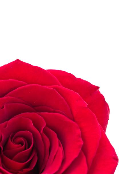 Single red rose flower isolated on white background