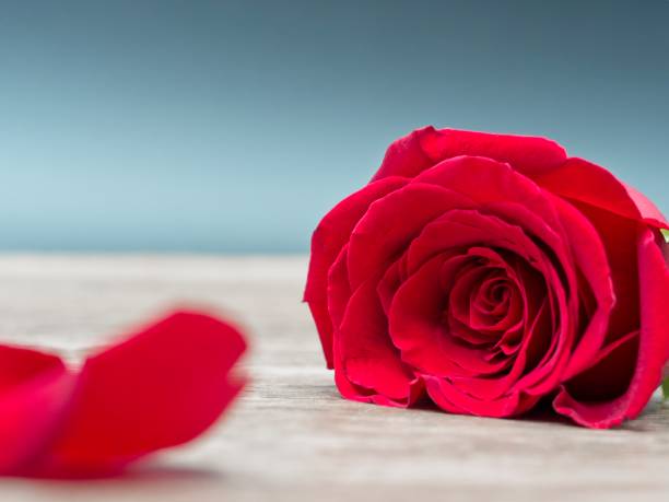 istock Red rose on a blue and grey background with a single rose petal in the foreground 1128845248