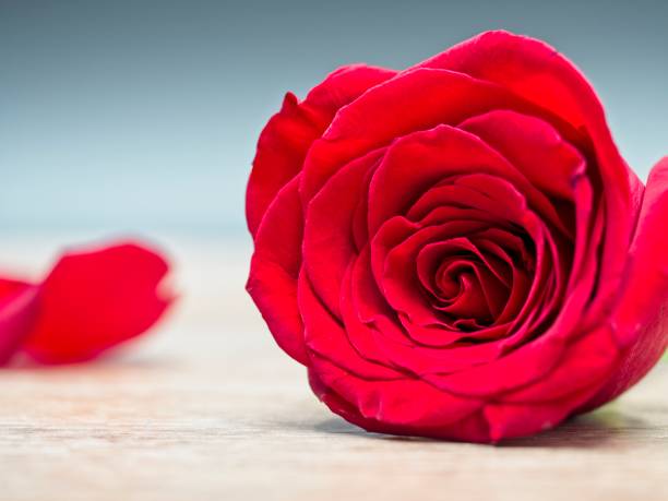 istock Red rose on a blue and grey background with a single rose petal in the background 1128845277