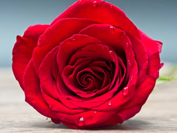 istock Close up of a red rose on a blue and grey background 1128845298