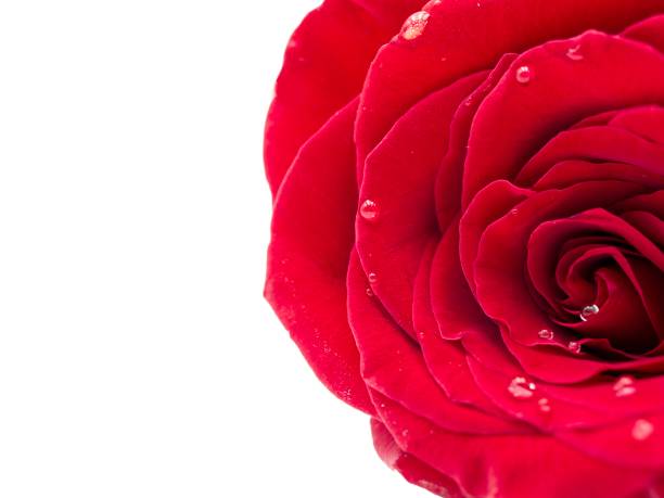 istock Isolated red rose on a white background justified to the right 1128845327