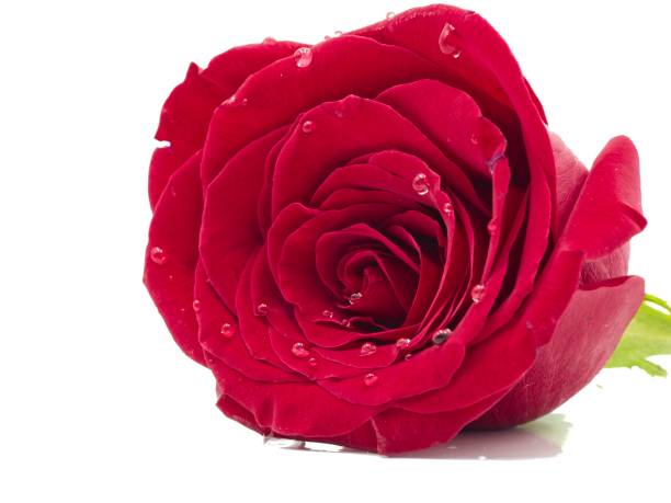 istock Isolated red rose on a white background in the middle 1128845331