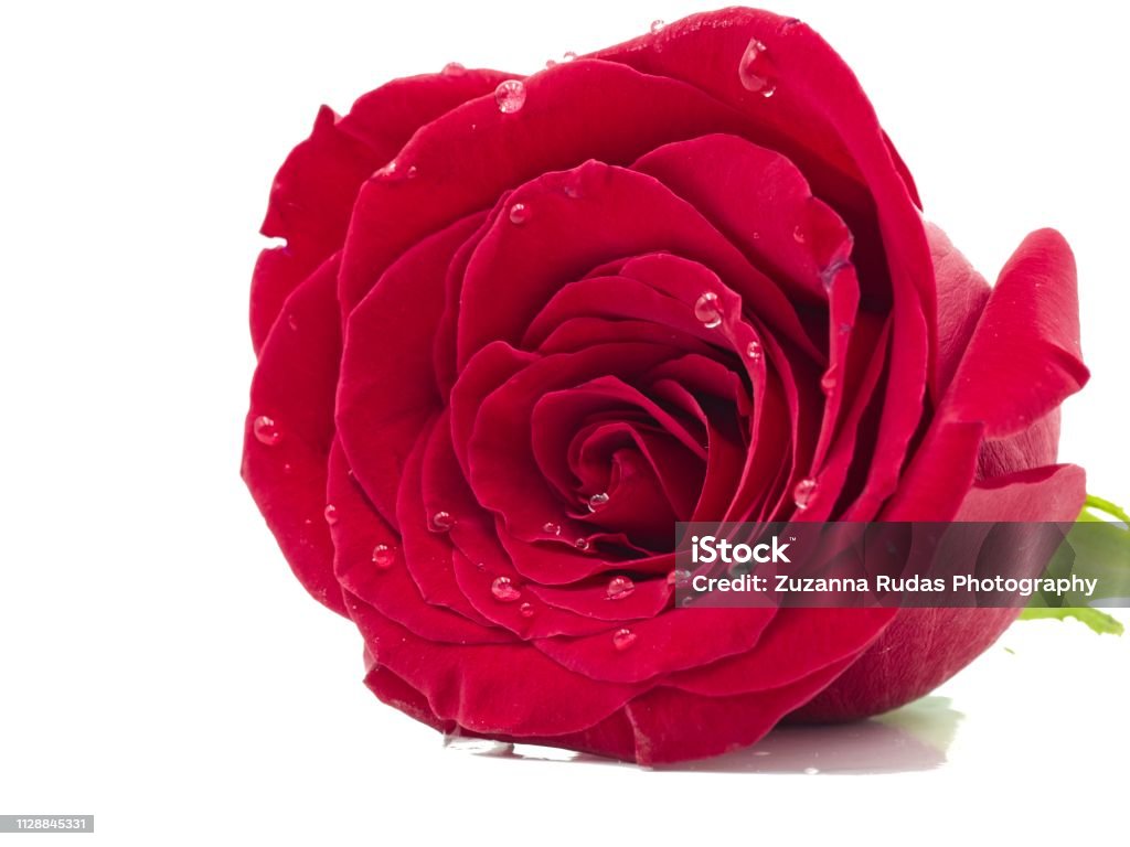 Isolated red rose on a white background in the middle Photos of a rose Sant Jordi's Day Stock Photo