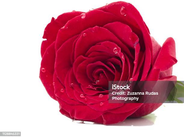 Isolated Red Rose On A White Background In The Middle Stock Photo - Download Image Now
