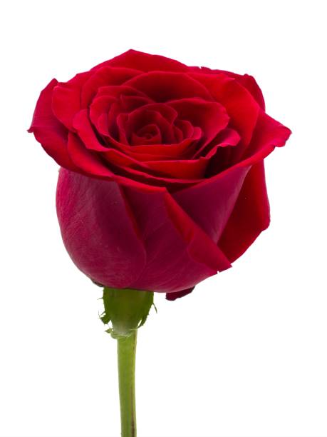 Isolated red rose with a green stem on a white background