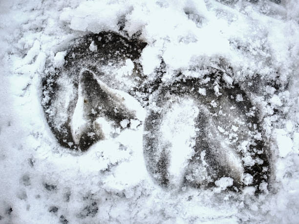 Piece of frozen snowy horse hoof footprint. stock photo