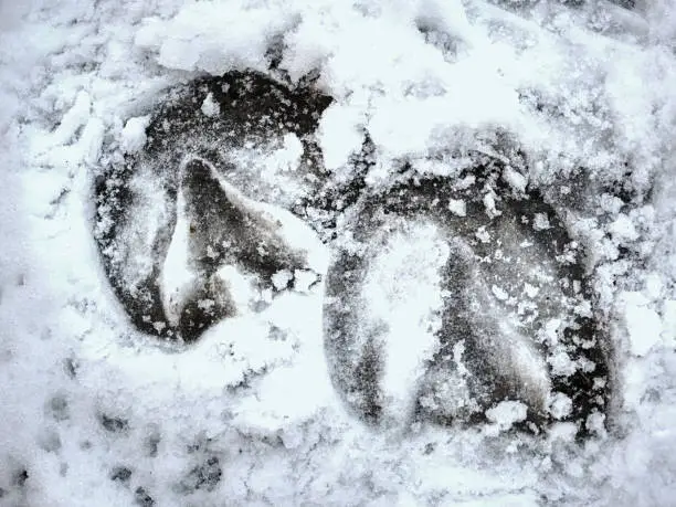 Photo of Piece of frozen snowy horse hoof footprint.