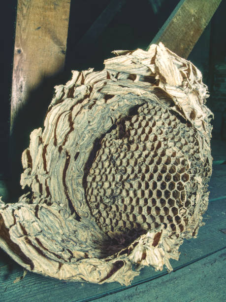 istock Vespiary. Wasps polist in garden house. 1128846499