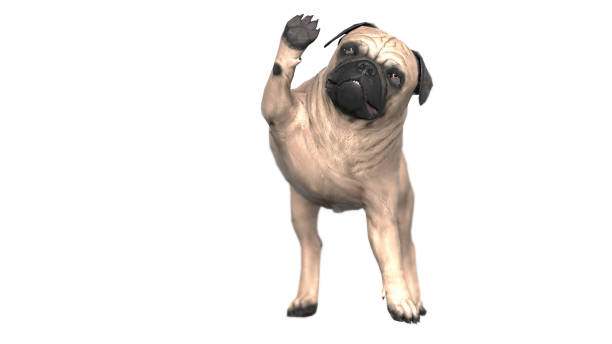 smiling pug puppy dog holding up blank rectangular  yellow warning sign, isolated on white background