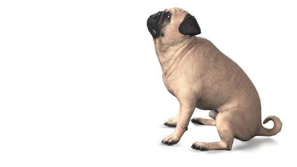 istock Pug looking up with hope to owner white background 3d illustration 1128847595