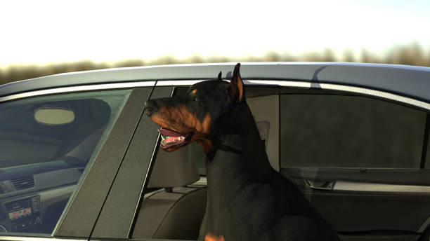 istock Doberman pinscher dog looking away from car window 3d illustration 1128847840
