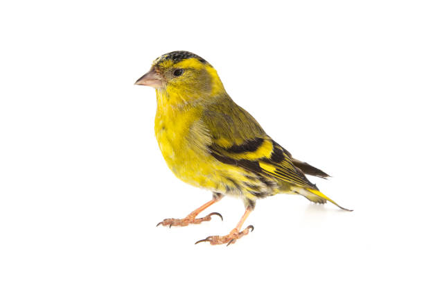 istock Male siskin, Carduelis spinus, isolated on white background. 1128847884