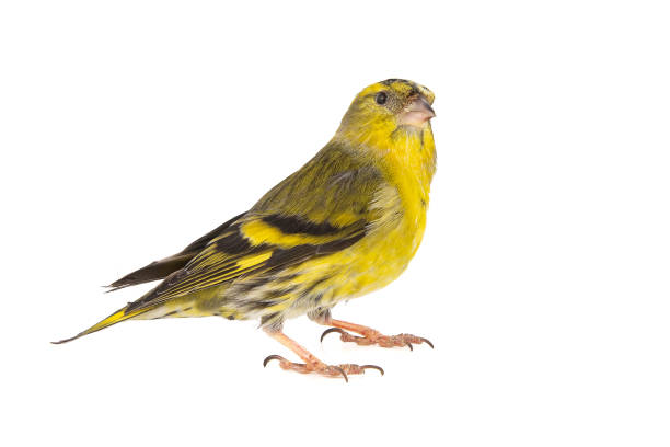 istock Male siskin, Carduelis spinus, isolated on white background. 1128847893